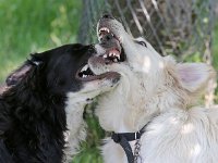 Puppys van Bliss040622-0160